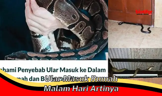ular masuk rumah malam hari artinya