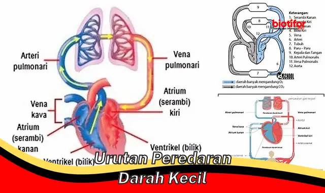 Pentingnya Memahami Urutan Peredaran Darah Kecil untuk Kesehatan Jantung dan Paru-paru