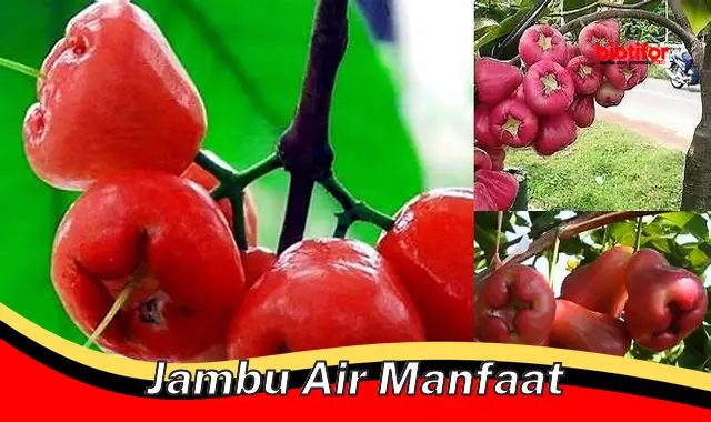 jambu air manfaat