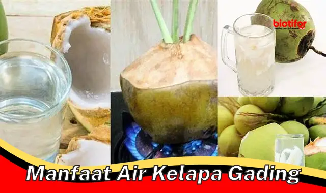 manfaat air kelapa gading