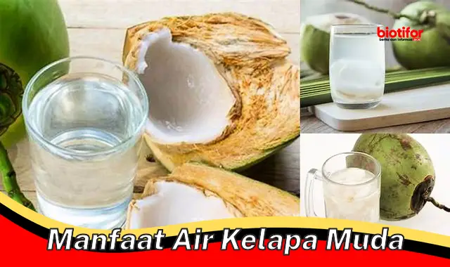 manfaat air kelapa muda