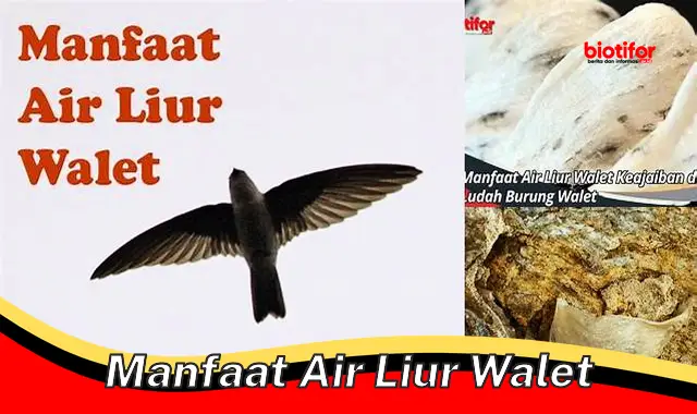 manfaat air liur walet