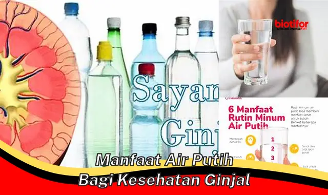 manfaat air putih bagi kesehatan ginjal