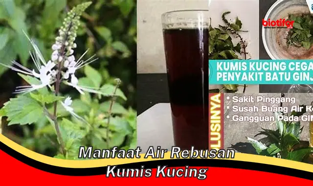 manfaat air rebusan kumis kucing