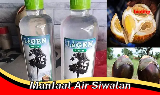 manfaat air siwalan