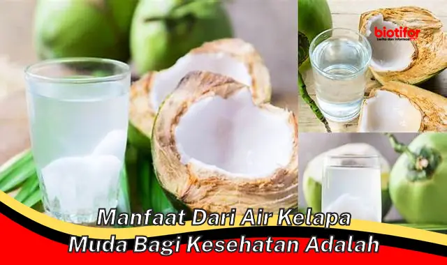 manfaat dari air kelapa muda bagi kesehatan adalah