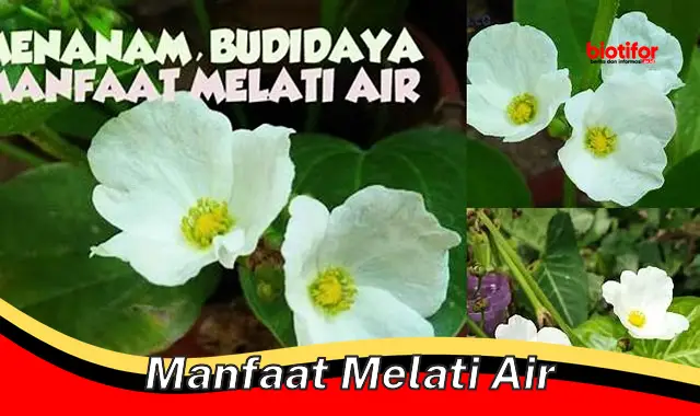 manfaat melati air