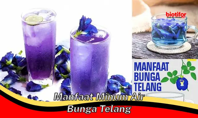 manfaat minum air bunga telang