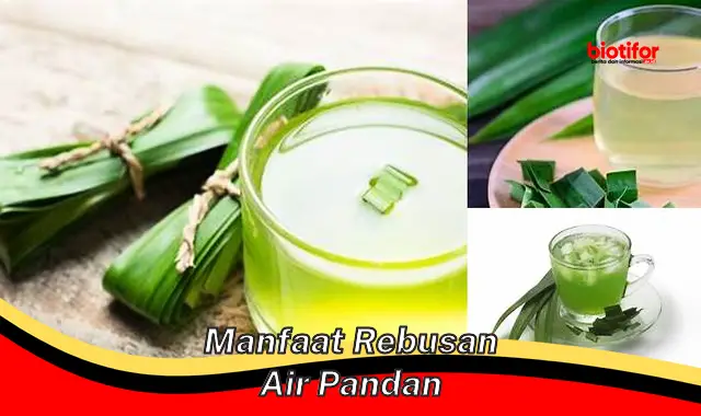 manfaat rebusan air pandan