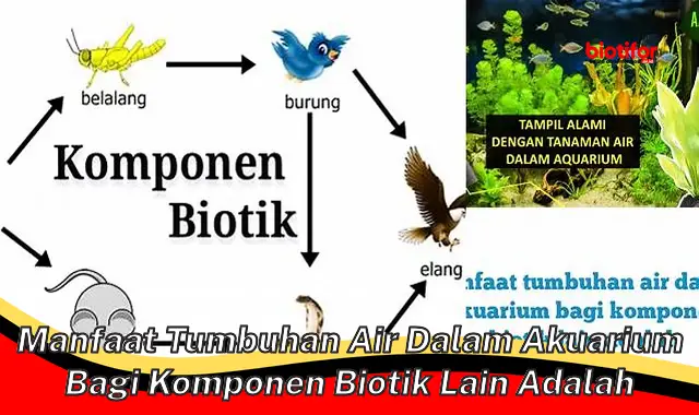 manfaat tumbuhan air dalam akuarium bagi komponen biotik lain adalah