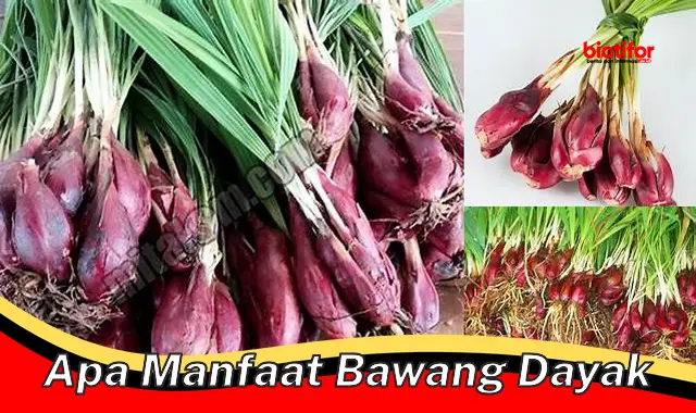 apa manfaat bawang dayak