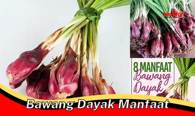 bawang dayak manfaat