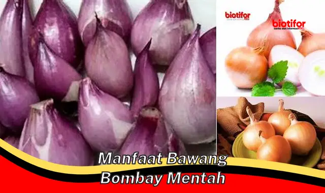 manfaat bawang bombay mentah