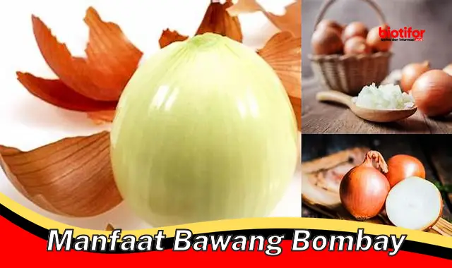 manfaat bawang bombay