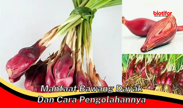 manfaat bawang dayak dan cara pengolahannya