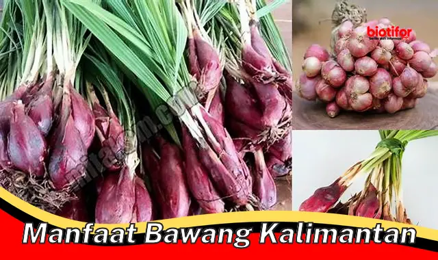 manfaat bawang kalimantan