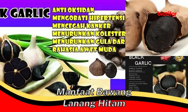 manfaat bawang lanang hitam