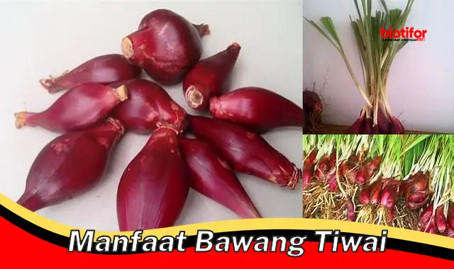 manfaat bawang tiwai