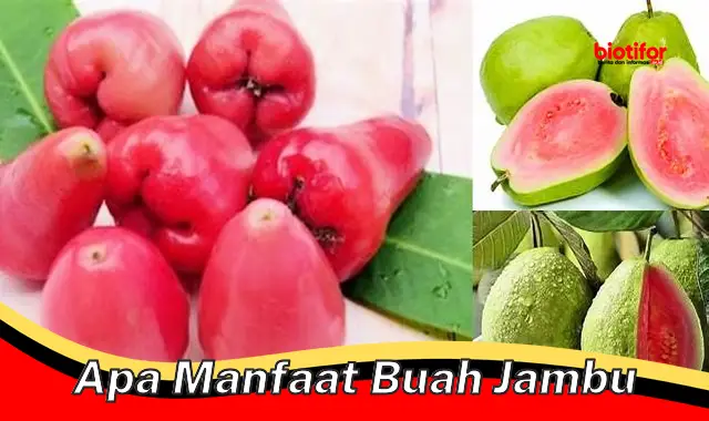 apa manfaat buah jambu