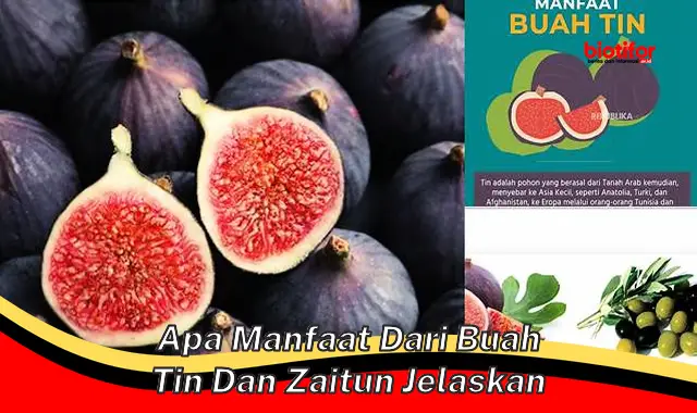 apa manfaat dari buah tin dan zaitun jelaskan