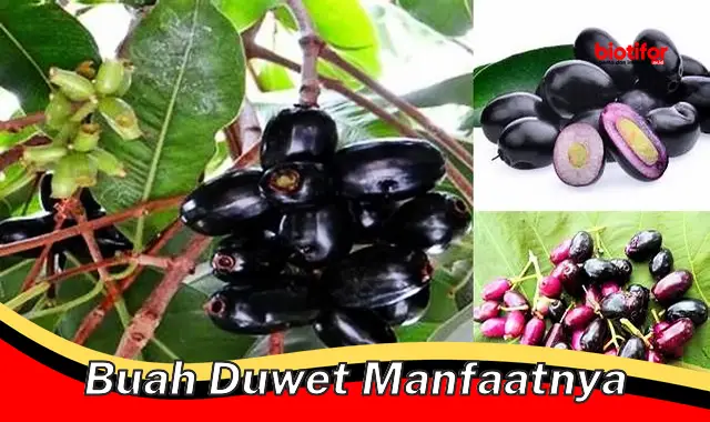 buah duwet manfaatnya