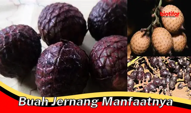 buah jernang manfaatnya