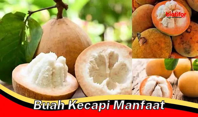 buah kecapi manfaat