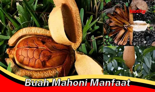 buah mahoni manfaat