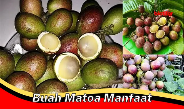 buah matoa manfaat