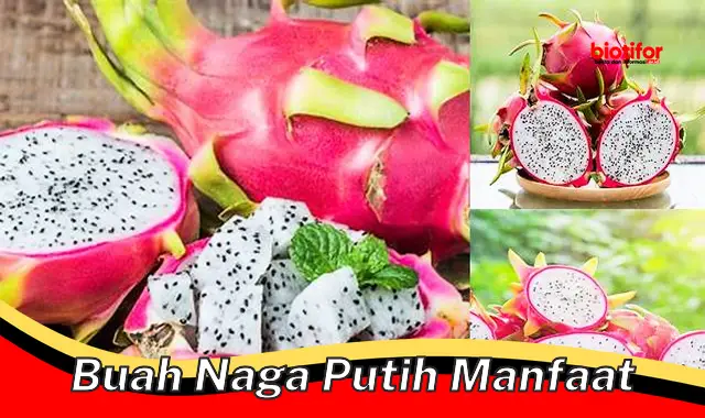 Temukan Manfaat Buah Naga Putih yang Jarang Diketahui - Biotifor