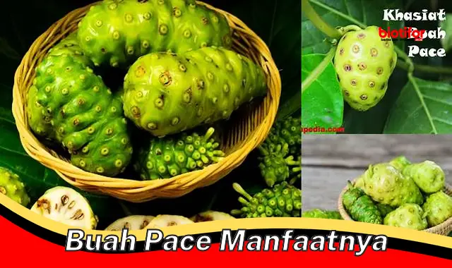 buah pace manfaatnya