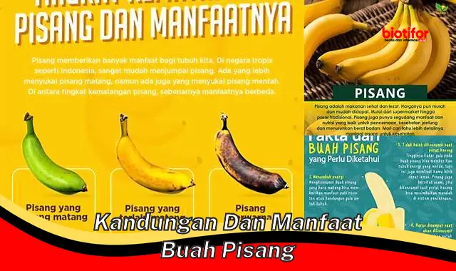 kandungan dan manfaat buah pisang