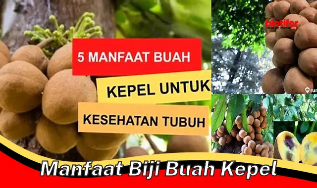 manfaat biji buah kepel