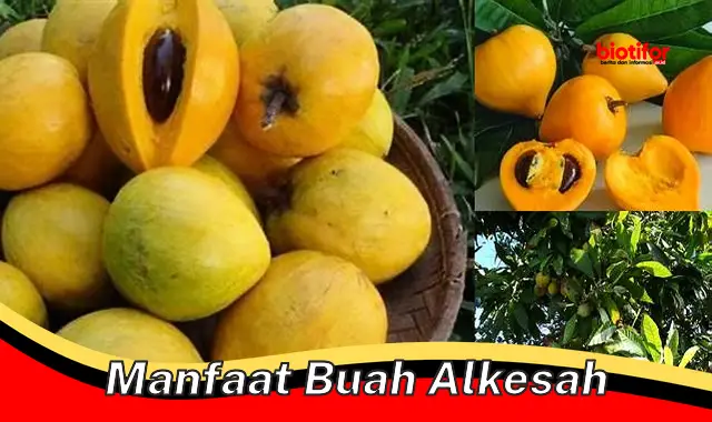 manfaat buah alkesah