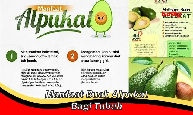 manfaat buah alpukat bagi tubuh