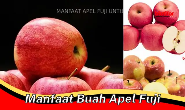 manfaat buah apel fuji