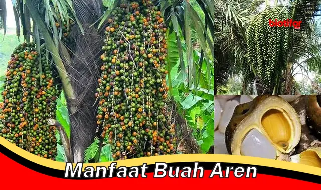 manfaat buah aren