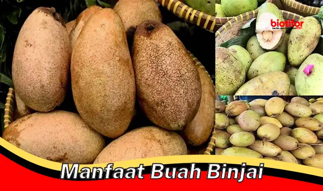 manfaat buah binjai