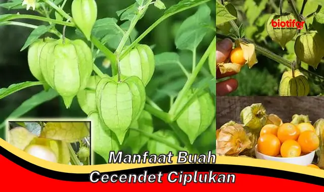 manfaat buah cecendet ciplukan