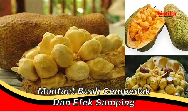 Temukan Manfaat Buah Cempedak dan Efek Sampingnya yang Jarang Diketahui