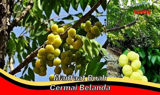 manfaat buah cermai belanda