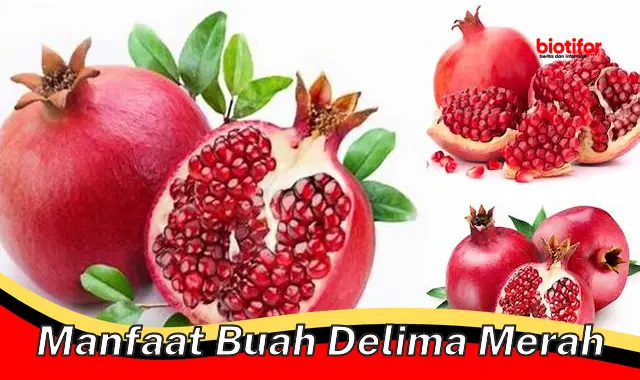 manfaat buah delima merah