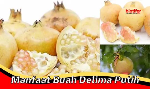 manfaat buah delima putih