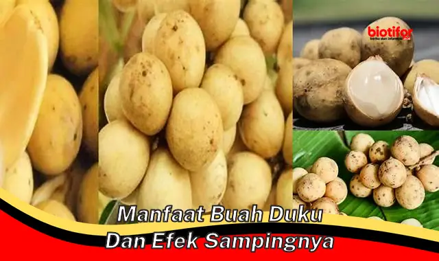 manfaat buah duku dan efek sampingnya