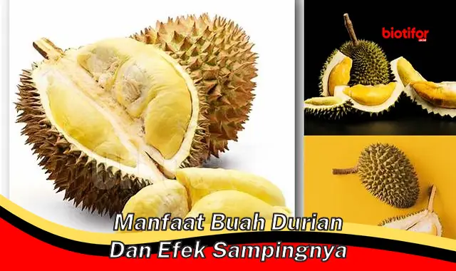 manfaat buah durian dan efek sampingnya