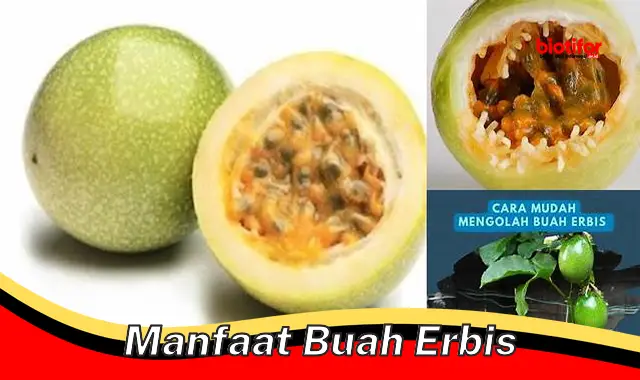 manfaat buah erbis