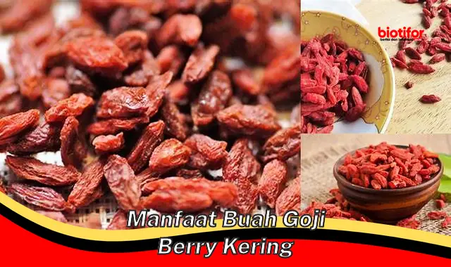 manfaat buah goji berry kering