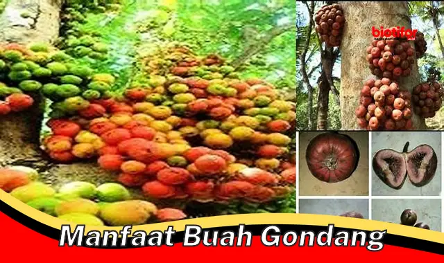 manfaat buah gondang