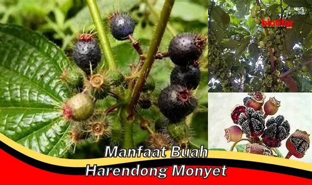 manfaat buah harendong monyet