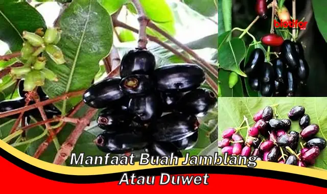 manfaat buah jamblang atau duwet